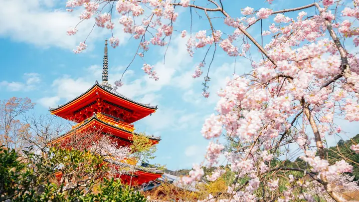 Templo Kiyomizu-dera entre cerejeiras, em Kyoto